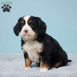 Bobby, Miniature Bernese Mountain Dog Puppy